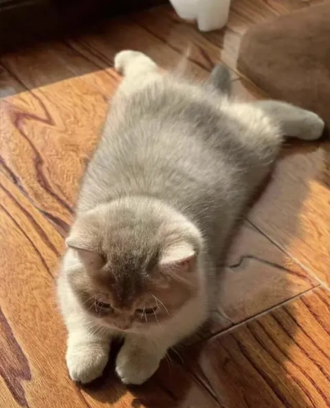 Cute kitten in the sunshine