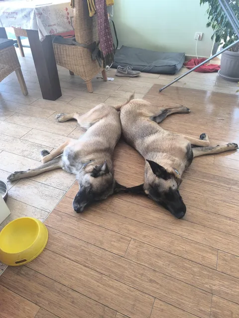 Found my dogs resting in perfect symmetry