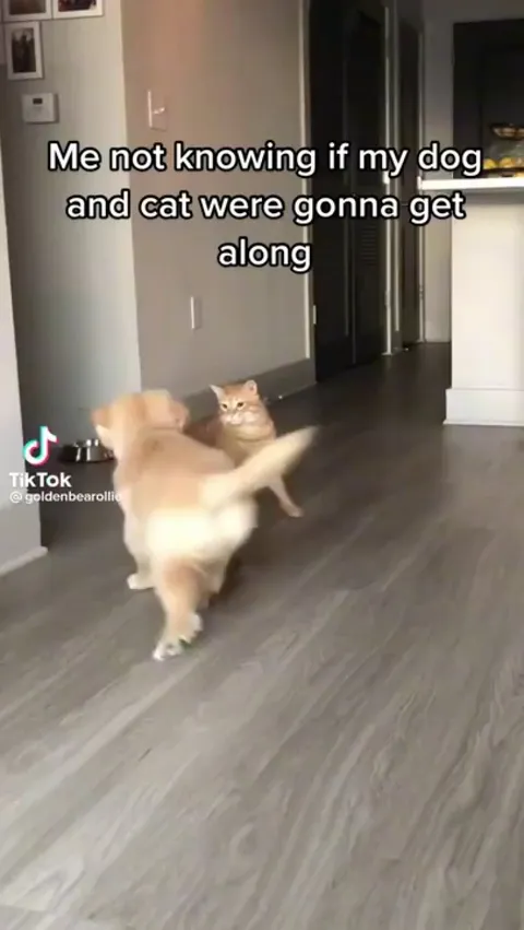 This cat and dog are besties! (Tiktok video)