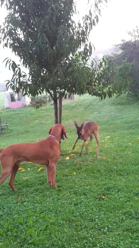Our Dog and his best friend a few years ago