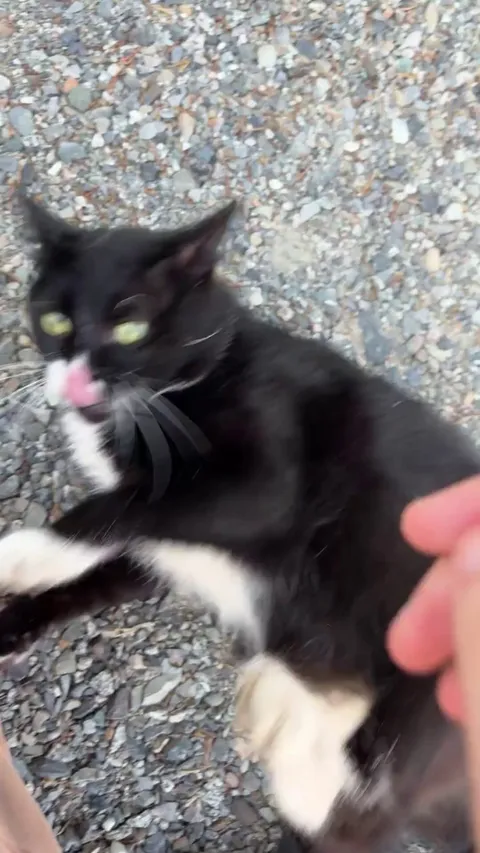 Neighbor’s cat starts rolling away