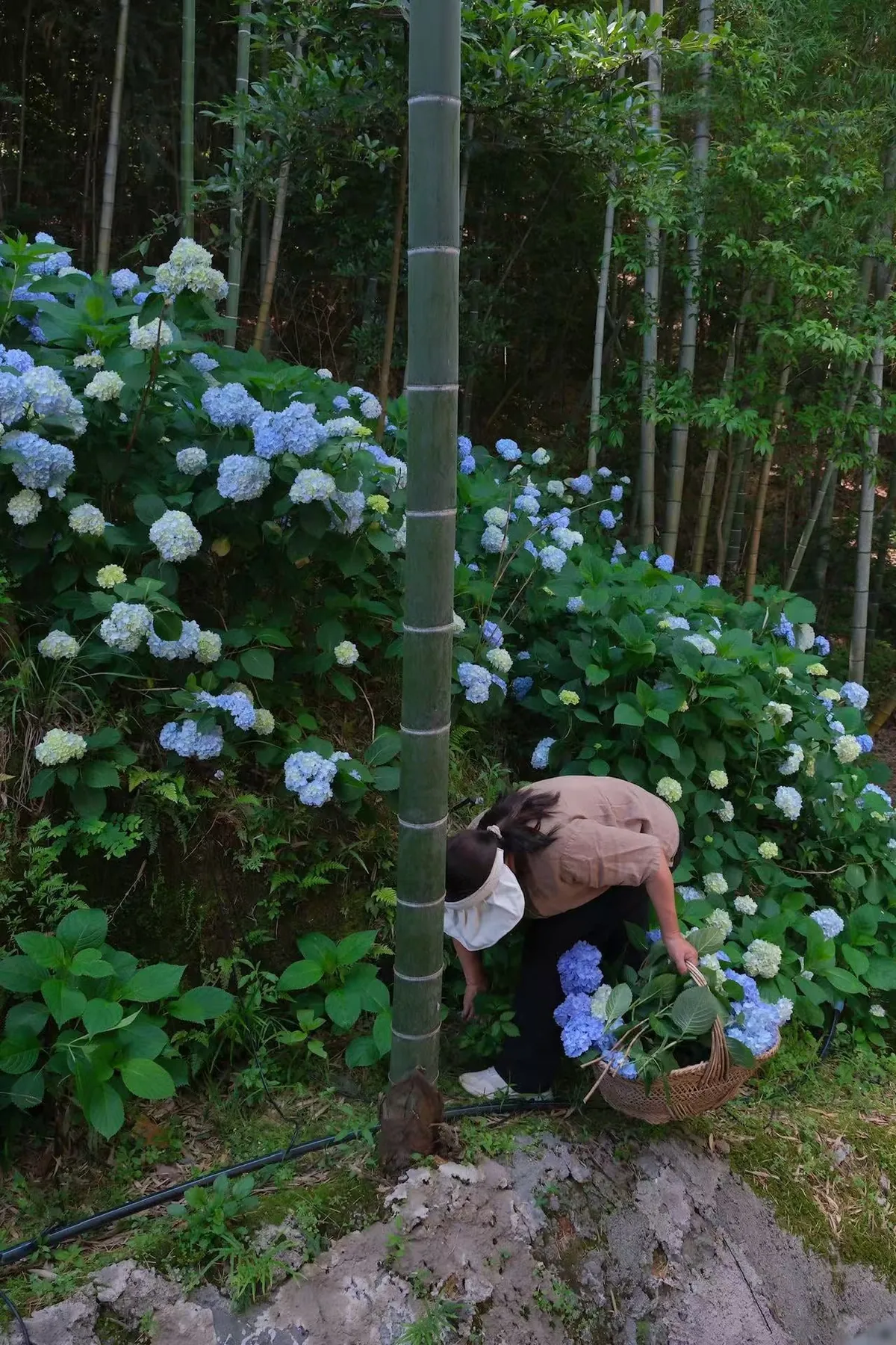 My Mother's Hydrangeas in the Chinese Countryside