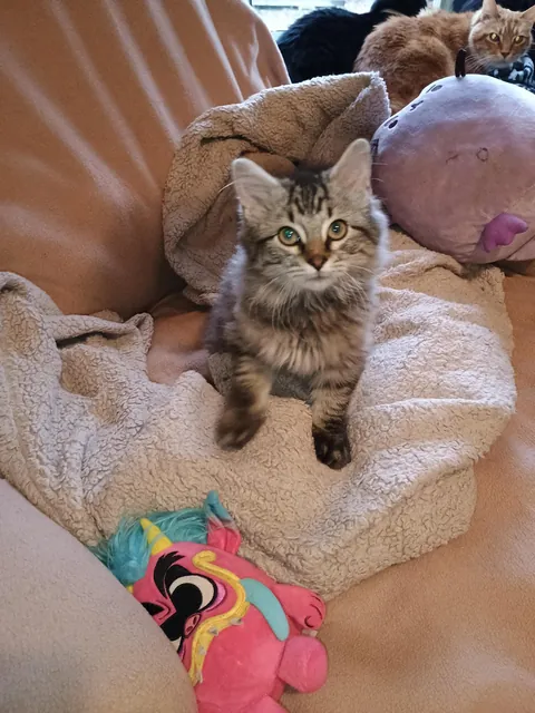 My boyfriend rescued a kitten from a tree last week