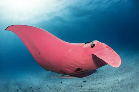World's Only Known Pink Manta Ray.