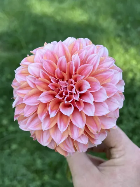 My favorite Dr. Seuss flower.