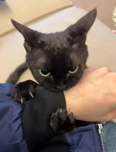 How To Train Your Dragon : 1st Tutorial