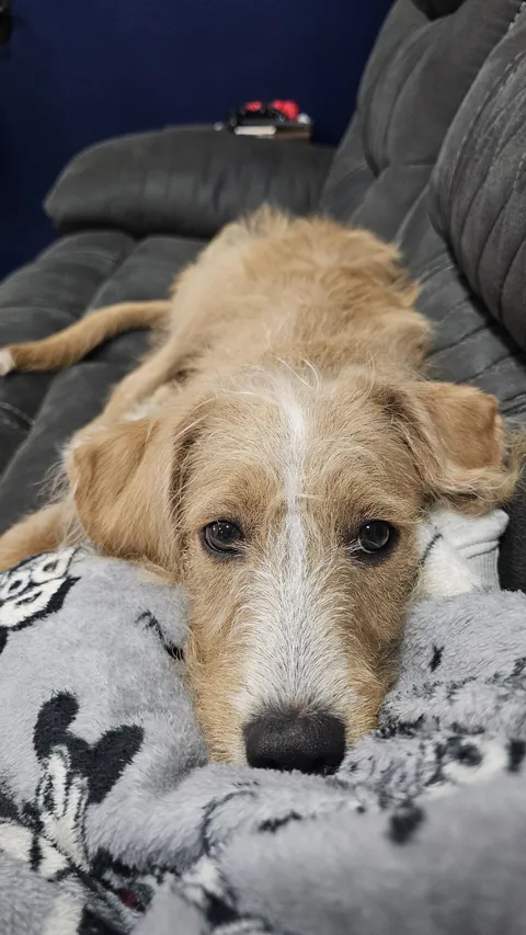 Puppy cuddles are the best