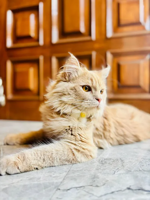 Got him a new collar. He immediately activated 'Distinguished Gentleman' mode🌼🎩