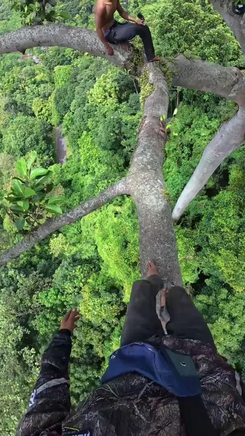 View of a honey beekeeper walking on a giant tree