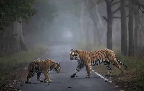 🔥 When big meets bigger- a Tigress encounters a massive male Tiger 🔥 