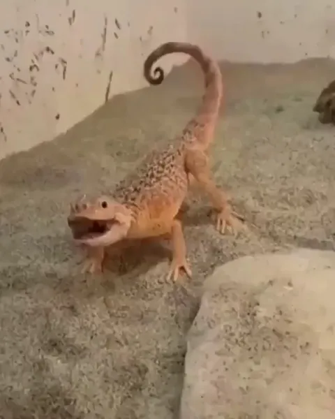 🔥 The threat display of this angry little Toad-Head Agama lizard