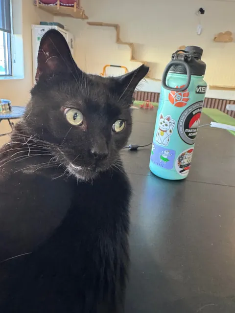 This is Guts. I recently got him from a rescue. He has a wonky eye &amp; a cropped ear.