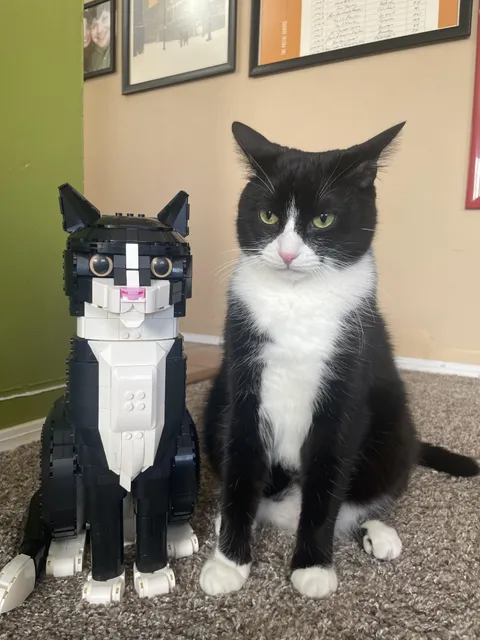 Catson is unamused