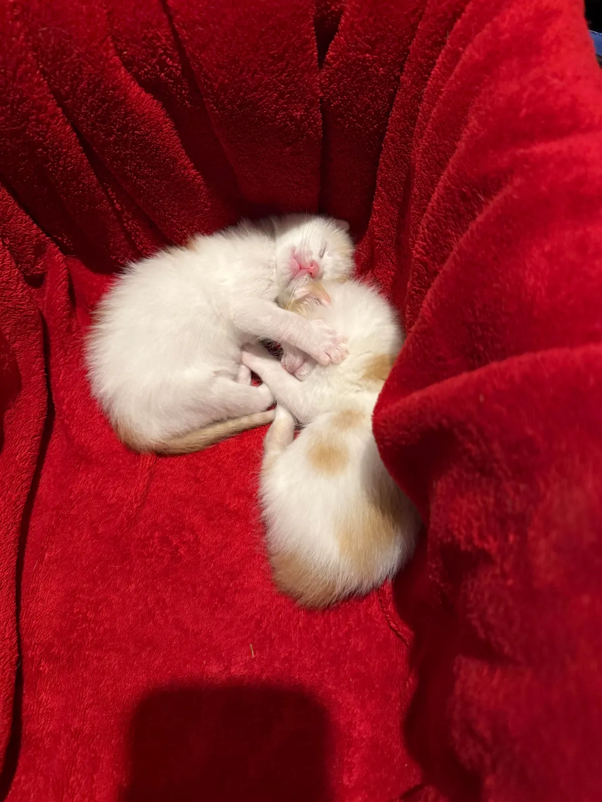 The two sweet angels I rescued showed their thanks by laying in a ❤️