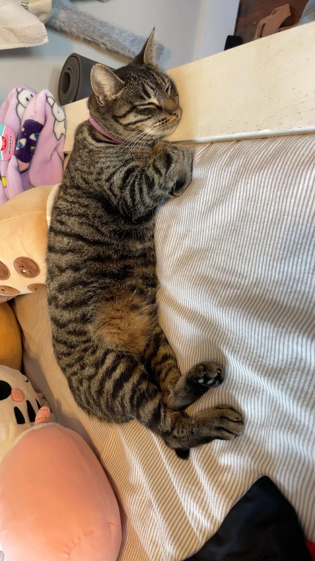 please be honest is my cat fat?