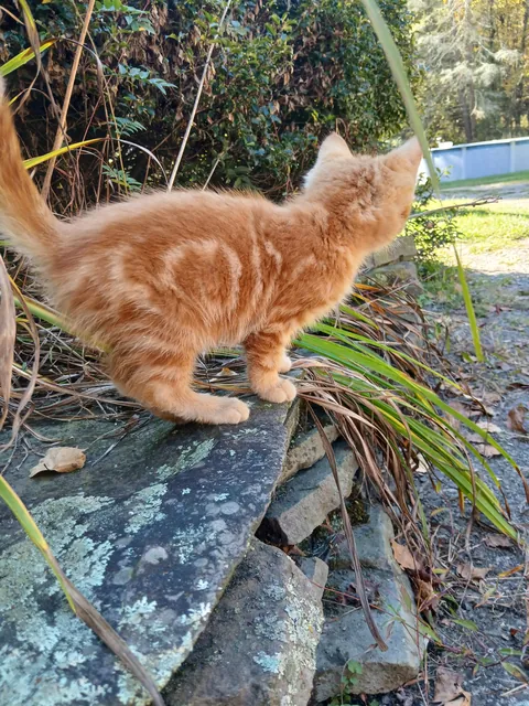 My 24yo cat recently passed away, I told my niece if I were to have another cat, I'd get an orange cat. This guy showed up the same day.