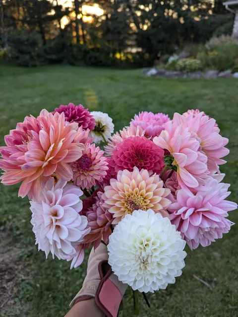 its finally dahlia season