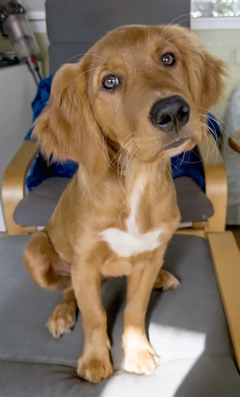 Beo wants you to see how handsome he is