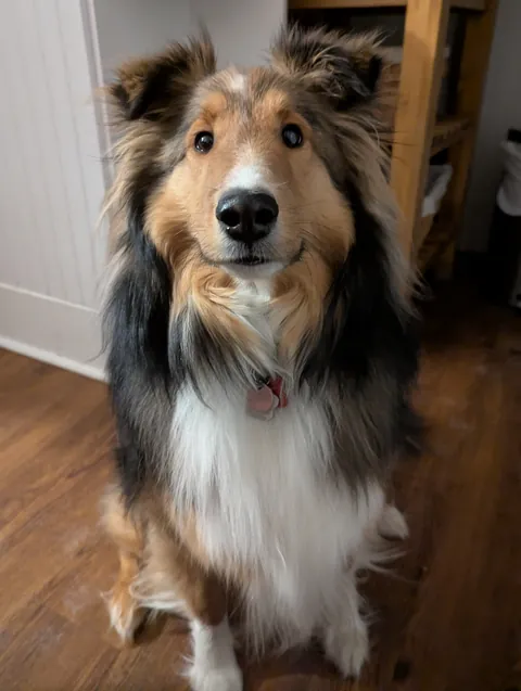 Riley has no idea what's going on, he's just happy to be included.