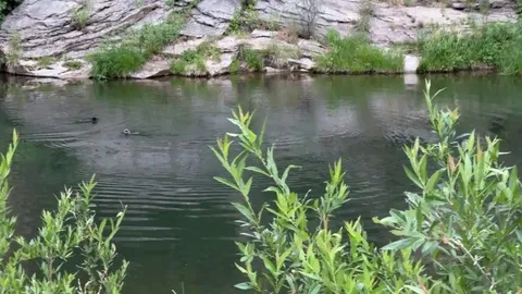 River otters as seen hiking yesterday (not “loud water snakes” like others thought:)