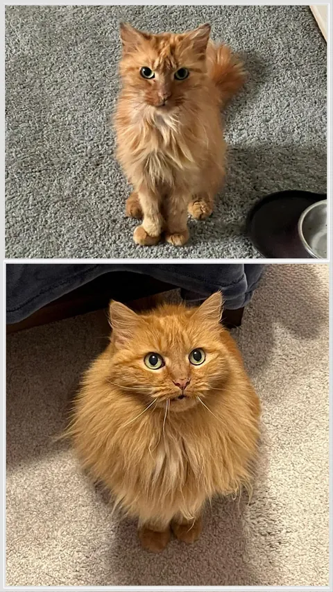 Melissa’s transformation from street cat to bougie cat