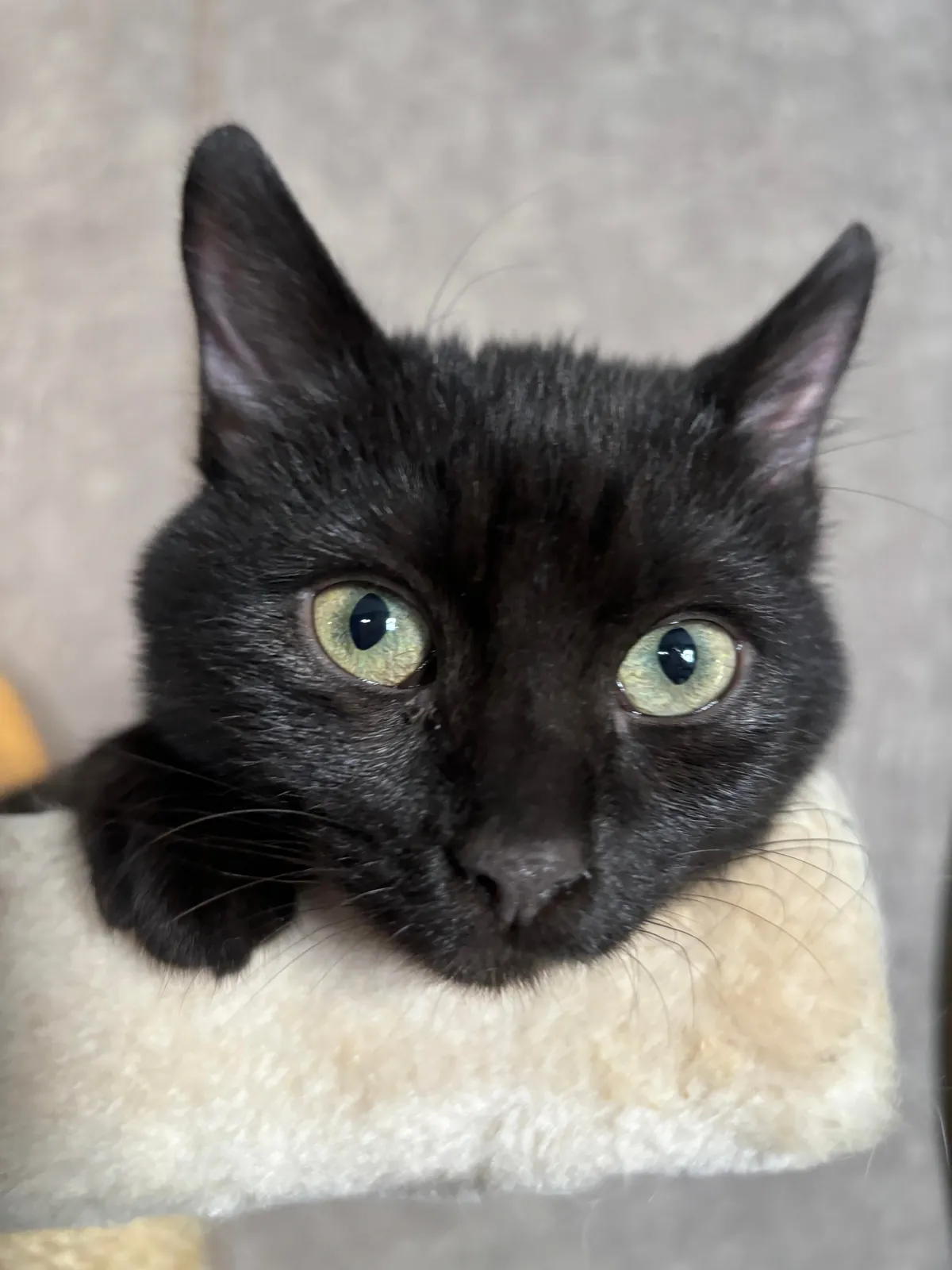 I Rescued a Void and Named Her Baobao