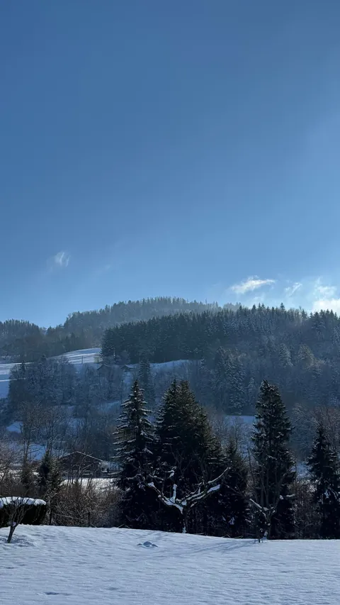 From the streets of Tunisia to the Alps, these two little rescued siblings finally found peace