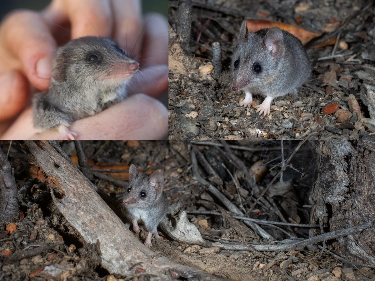 🔥 The Kangaroo Island dunnart lives only on Kangaroo Island, off South Australia. In 2019–2020, catastrophic bushfires swept across the island, burning over 90% of the dunnart’s habitat. The species was feared extinct, but a few were found to have survived — perhaps just 50–100 individuals.