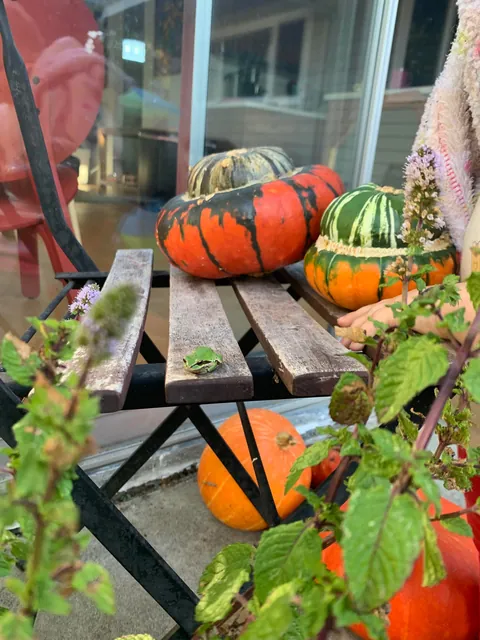 These silly guys have been a highlight of my summer 🐸