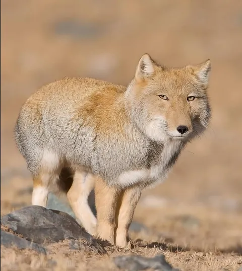 🔥 Square-Faced Tibetan Fox 🔥