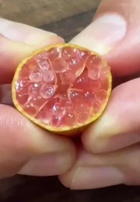 Extracting the "citrus caviar" from finger limes, a type of small Australian citrus fruit