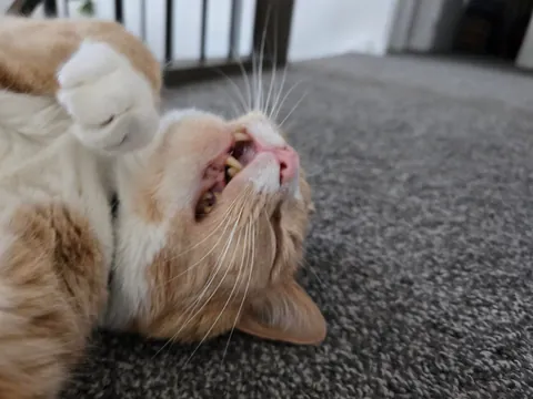 My beautiful boy has few days left to live. Thought I'd share him before he goes on his way