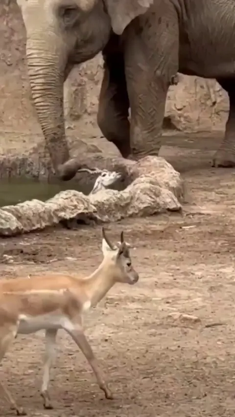 Elephant saves a gazelle