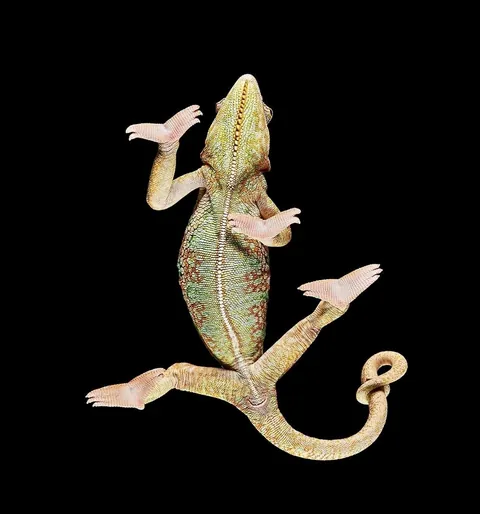 🔥 Bottoms Up: Discovering the Underside of the Animal Kingdom