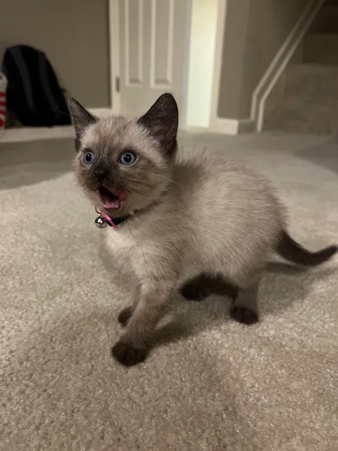 My wife agreed to a “trial run” with a cat. She has fallen in love with this little girl and keeps extending the trial period. Meet Penelope. (This was her reaction to being told that she can stay another week)