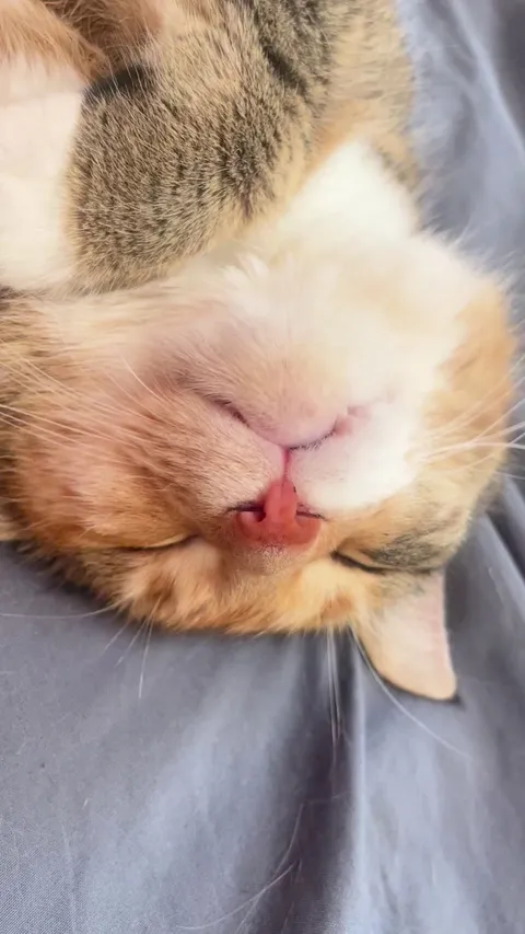 Meatball dreaming about eating