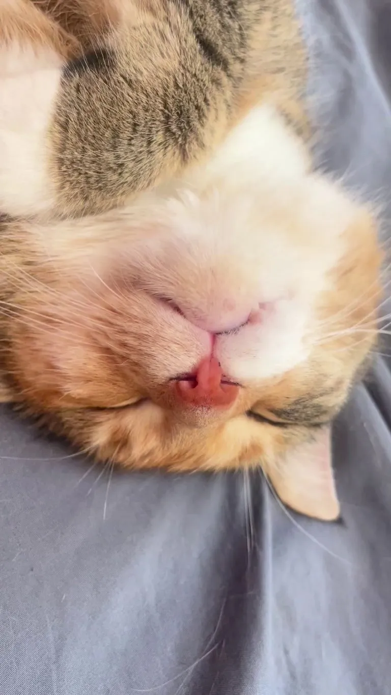 Meatball dreaming about eating