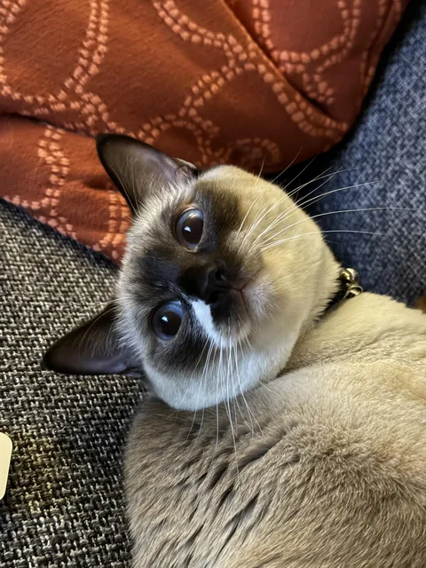 Help me end this debate: Cats DO smile! My ex didn't think so. Show me your smiley cats 🐈