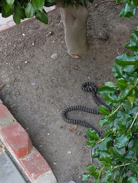 This garden hose design and appearance.