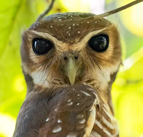 Madagascar : a dying Eden.  It needs you.