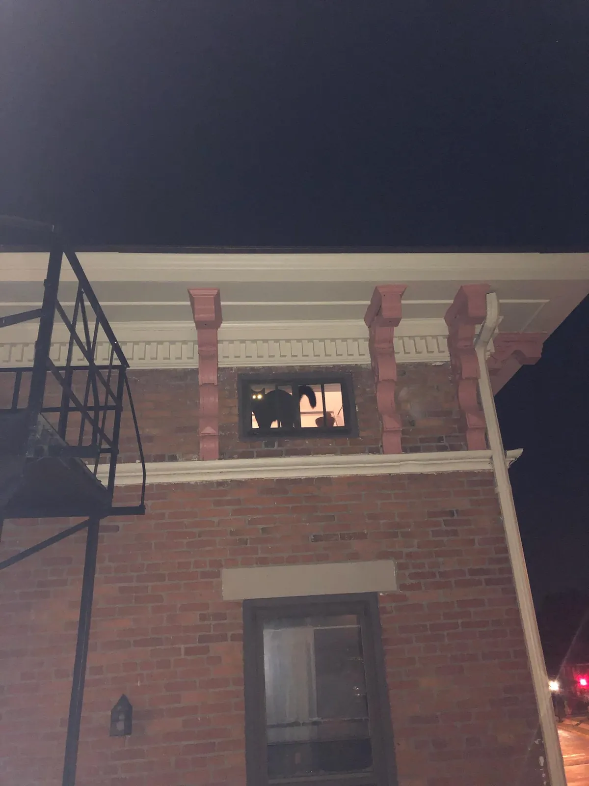 My black cat Vincent doing the most black cat thing of all.