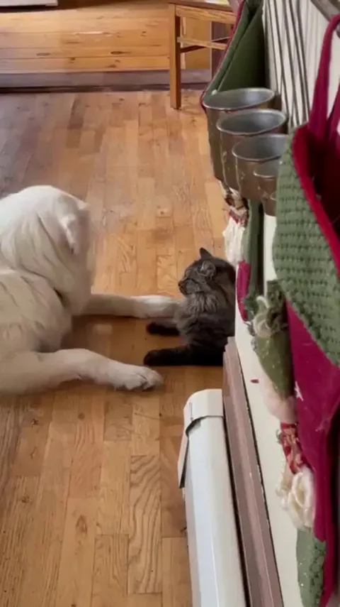 They want to play but are trying their best to be gentle with each other