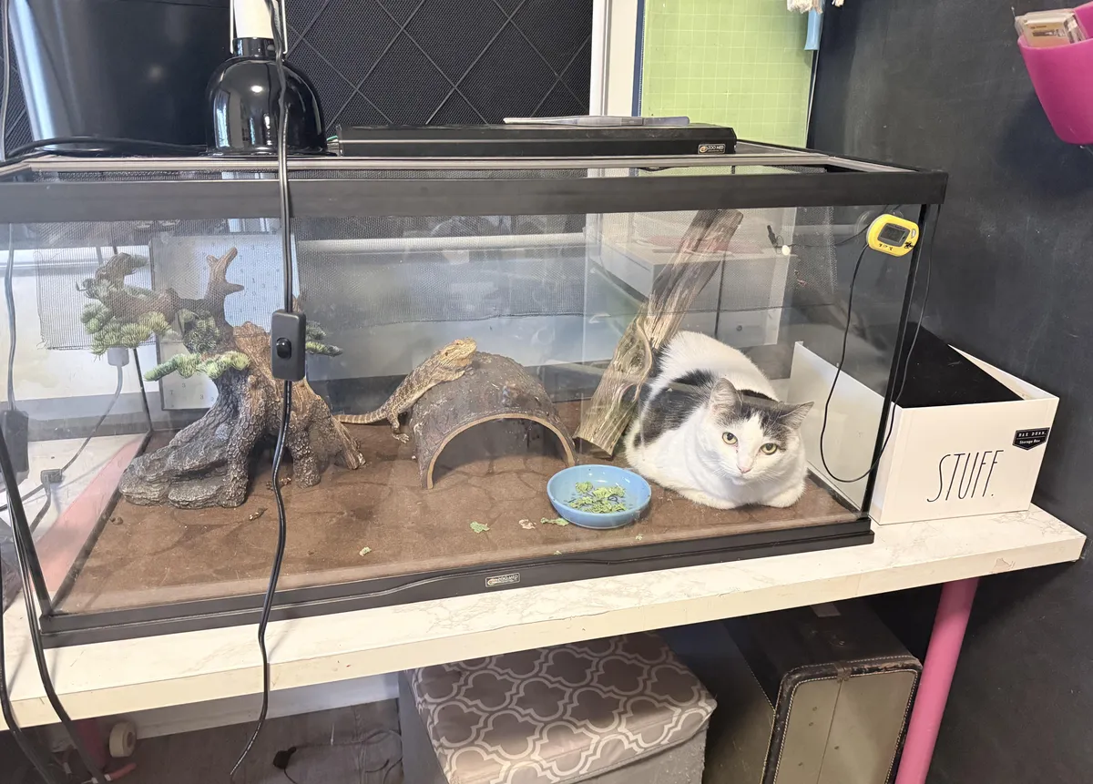 Just went to check on Drogon and found Lily had fallen through the top mesh cover.