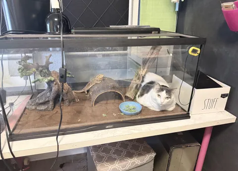 Just went to check on Drogon and found Lily had fallen through the top mesh cover.