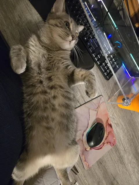 My derpy girl lays like this when I'm on the computer