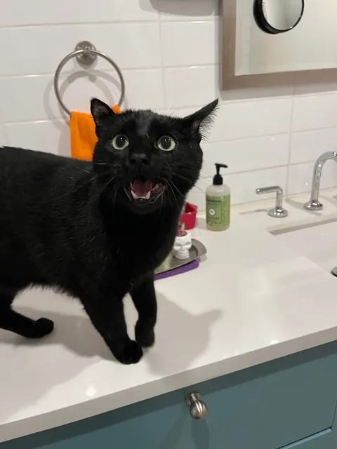 I lost my soul cat 💔