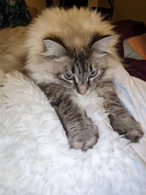 Kitten Derp &amp; then she glowed up. But still a derp.