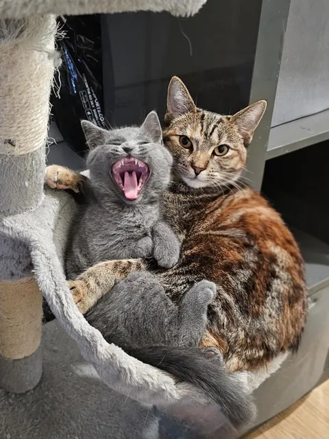 My torbie queen has claimed the spicy baby bean 💖