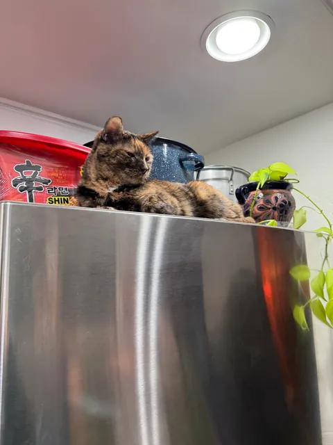 My cats are driving me to the edge and I don’t know what to do