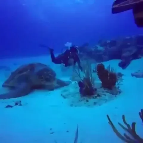 🔥 Sea turtles can grow to be massive, with the largest ever weighing 871 lb.